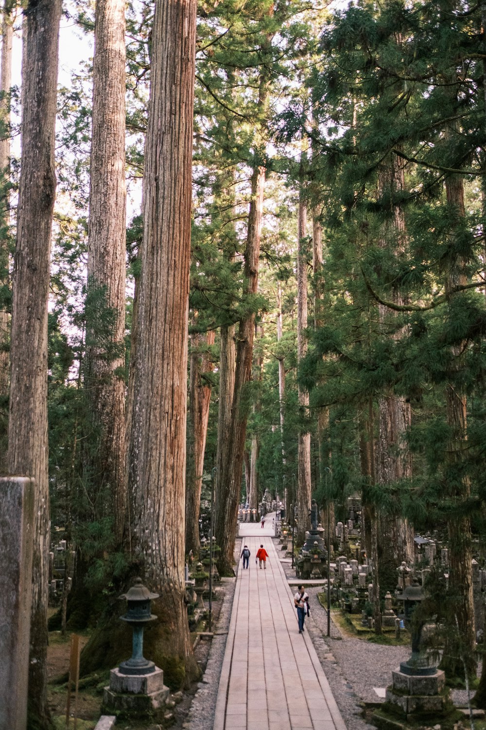 two people walking down a path in a forest