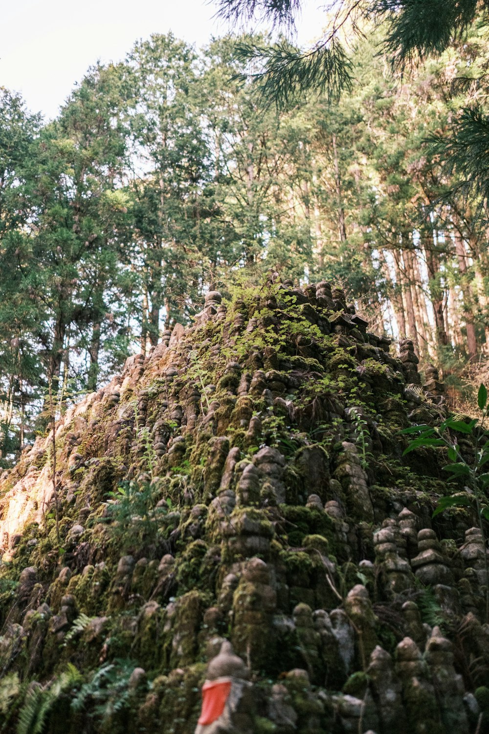 a large mound of moss in the middle of a forest