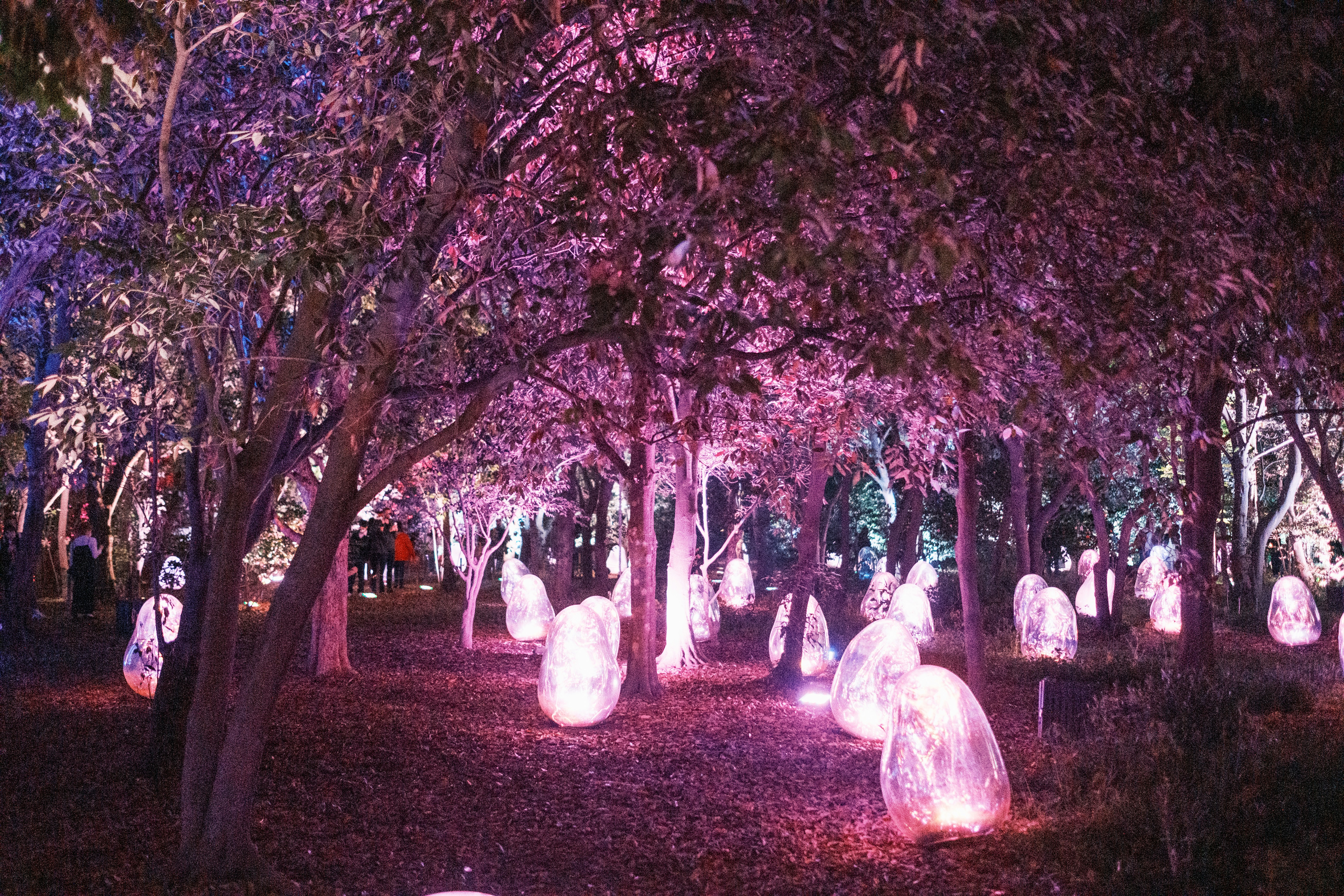 a group of trees that have lights on them, 