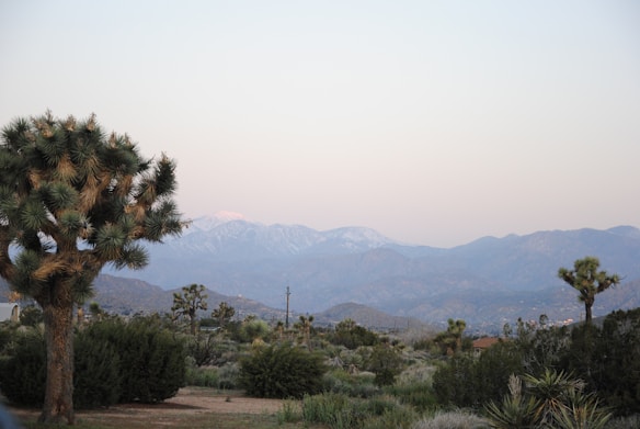 The image features a desert landscape with a prominent Joshua tree in the foreground. In the background, there are mountain ranges with some snow-capped peaks. The sky is clear with a light gradient, giving off a sense of tranquility at either dawn or dusk. The vegetation is sparse, typical of desert flora.