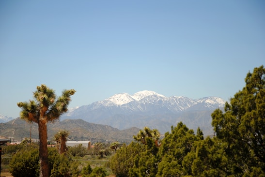 Snow-capped mountains rise in the background under a clear blue sky. In the foreground, distinctive Joshua trees and dense greenery characterize a desert landscape.