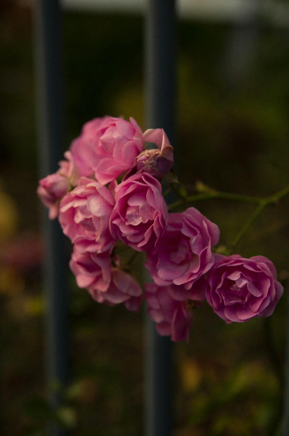a bunch of pink flowers sitting on top of a metal fence