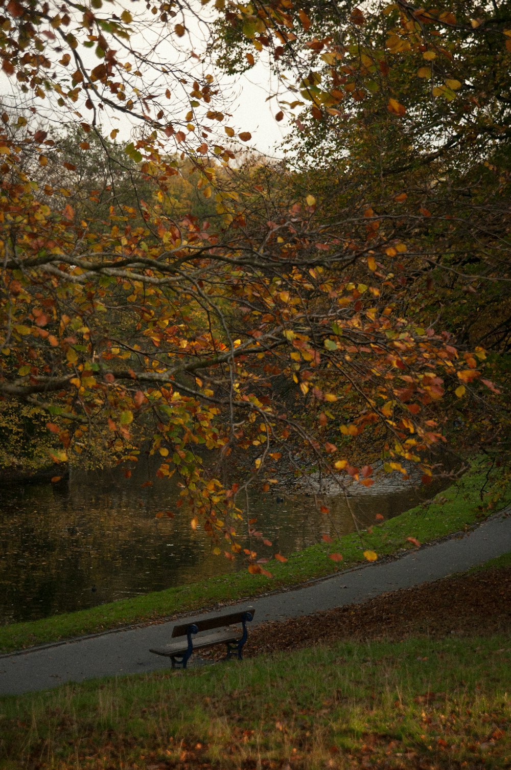 a park bench sitting under a tree next to a river