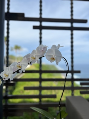 A sweeping view of a wedding arch adorned with cascading white orchids and greenery under soft natural light.