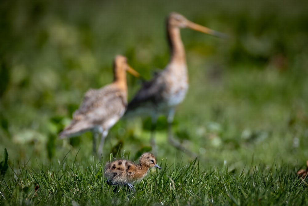 a couple of birds standing on top of a lush green field