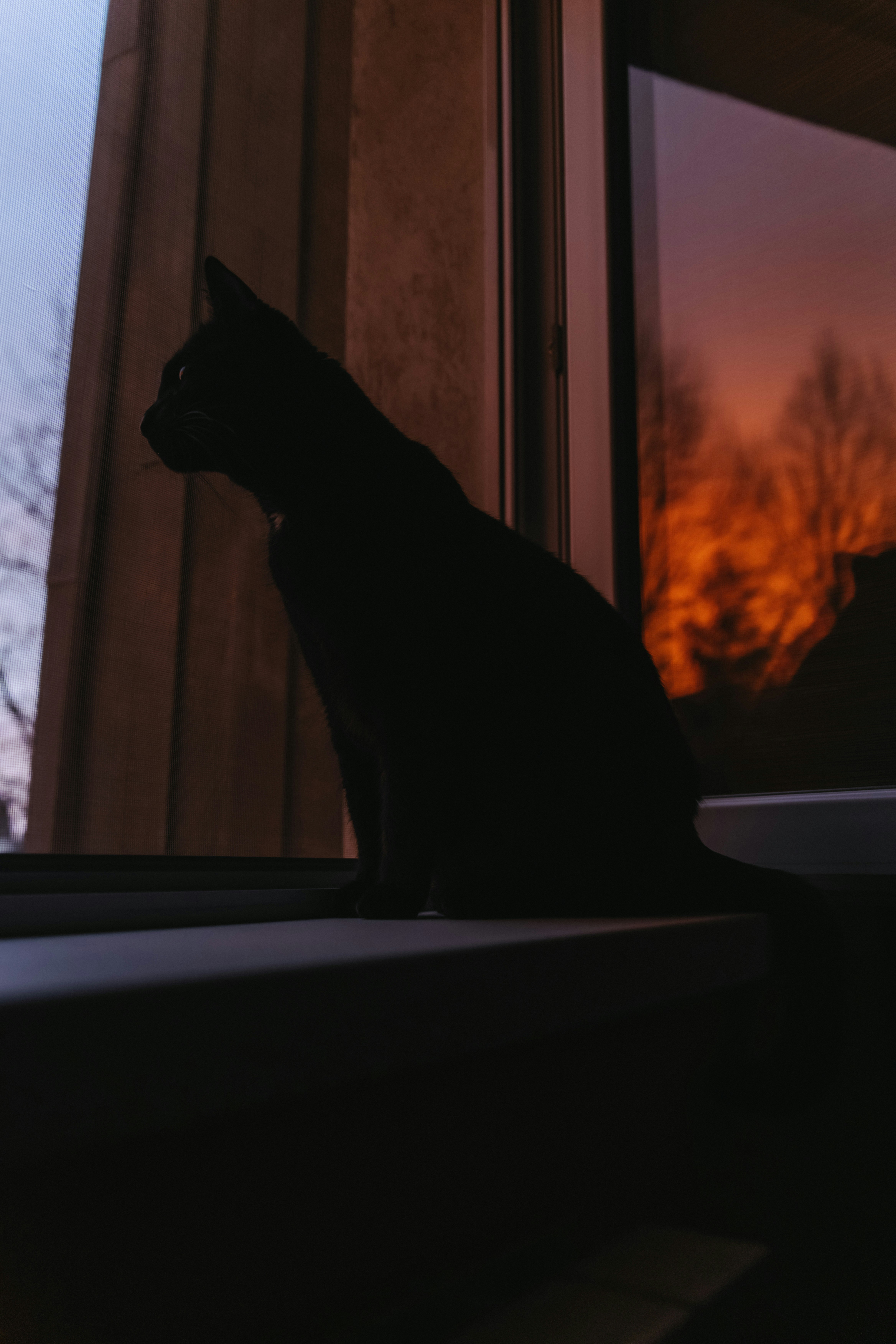 a black cat is sitting on a window sill