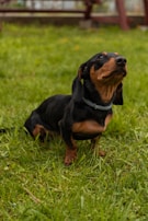 A dachshund with a shiny black and tan coat stands confidently on a lush green lawn. In the background, there is a wooden bench slightly out of focus, hinting at a garden or park setting. The dog's gaze is directed upwards, giving an impression of curiosity or attentiveness.