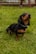 A dachshund with a shiny black and tan coat stands confidently on a lush green lawn. In the background, there is a wooden bench slightly out of focus, hinting at a garden or park setting. The dog's gaze is directed upwards, giving an impression of curiosity or attentiveness.
