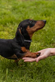 a small black and brown dog standing on top of a lush green field