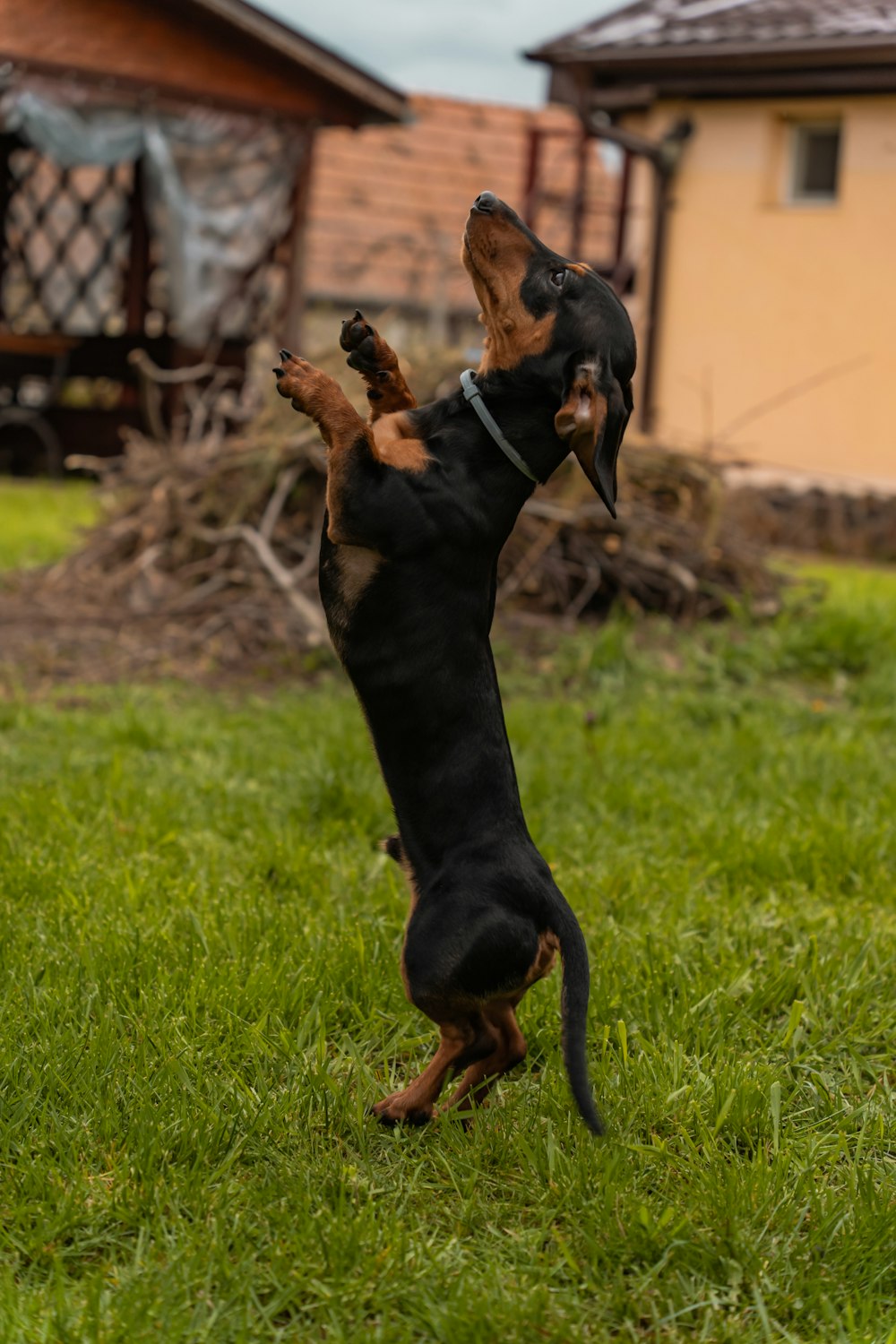 a black and brown dog jumping in the air to catch a frisbee