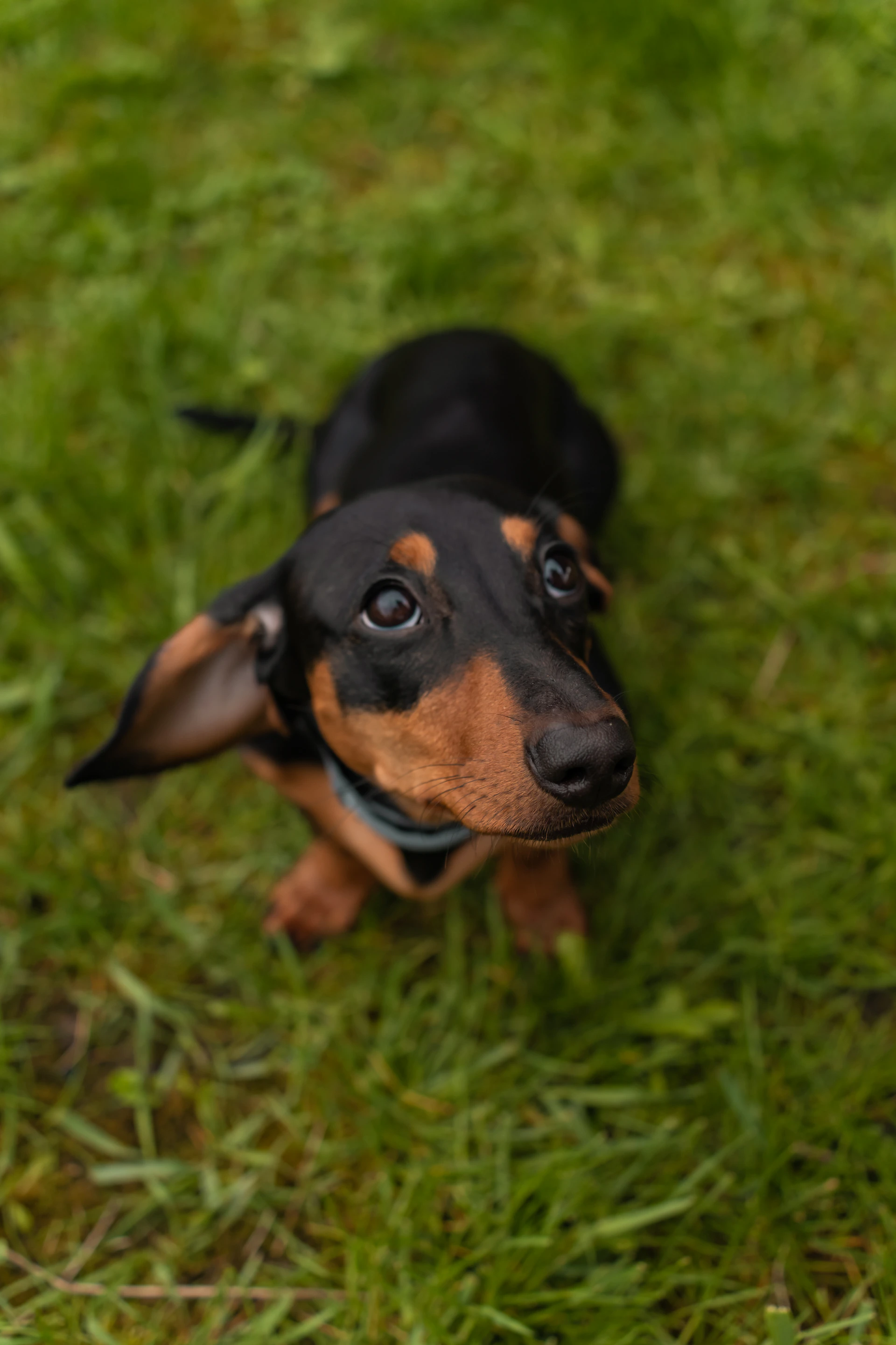 a small black and brown dog standing on top of a lush green field