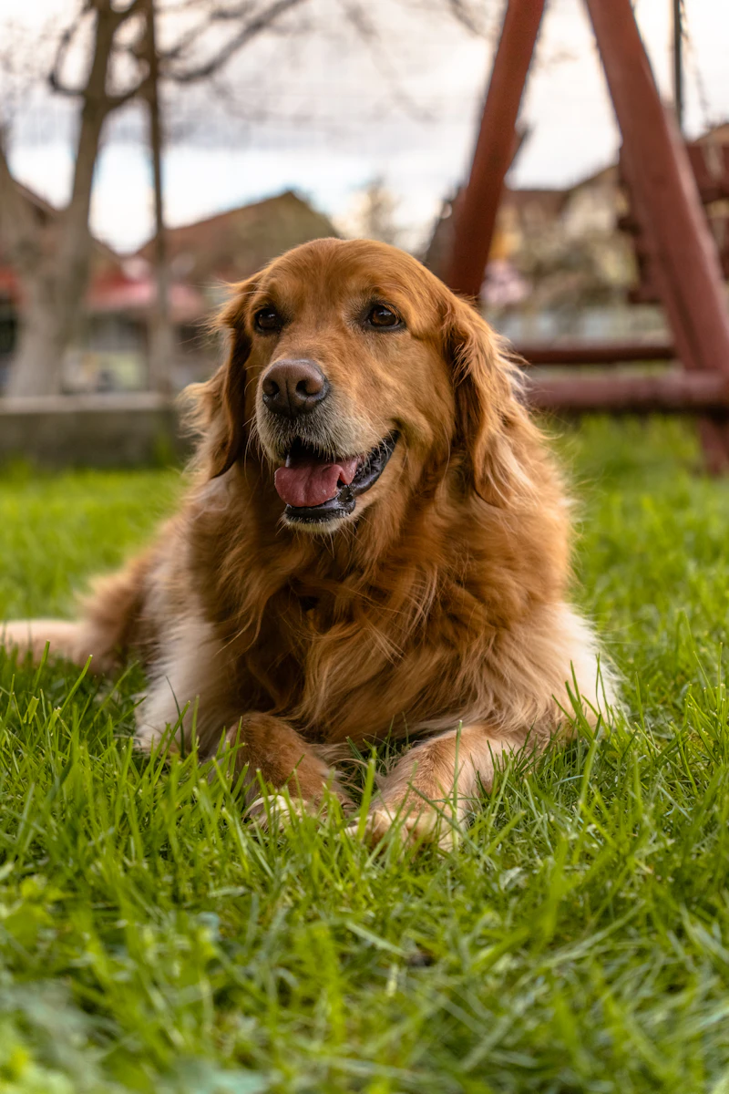 Rowan, a Meadowbrook dog from the 2022 Hedgerow litter, lying on the lawn at home