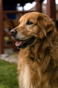A golden retriever is sitting outdoors, looking off to the side. The dog has a soft, light brown, and fluffy coat. Its tongue is slightly out, and it appears relaxed and content. In the background, there is a blurred structure made of wood, possibly part of a garden or park setting, with greenery visible at the bottom.