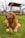 A joyful golden retriever playing with a ball in a sunny backyard.