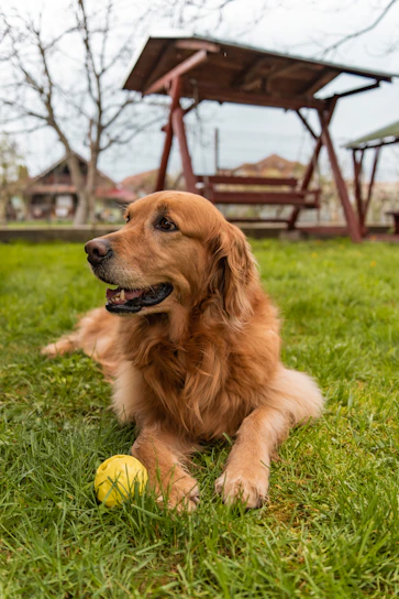 A happy golden retriever playing with a colorful ball in a sunny backyard.
