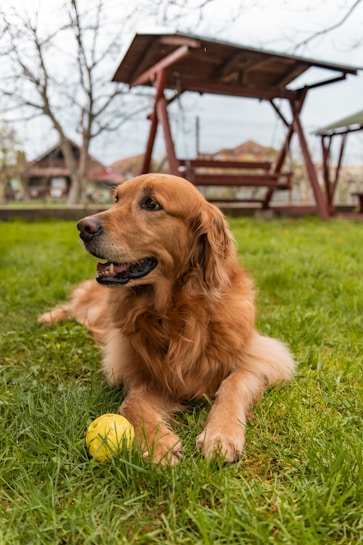 A golden retriever lies on lush green grass with a yellow ball in front of it. In the background, wooden garden swings and some trees are visible, suggesting a peaceful outdoor setting.