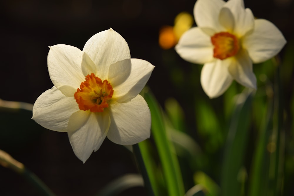 a close up of two white flowers with yellow centers