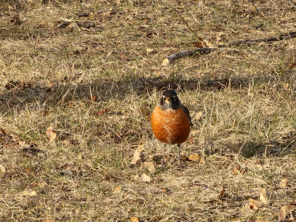 a brown and black bird standing on top of a dry grass field