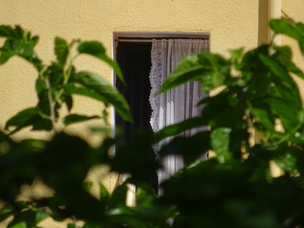 an open window with a curtain and a plant in front of it