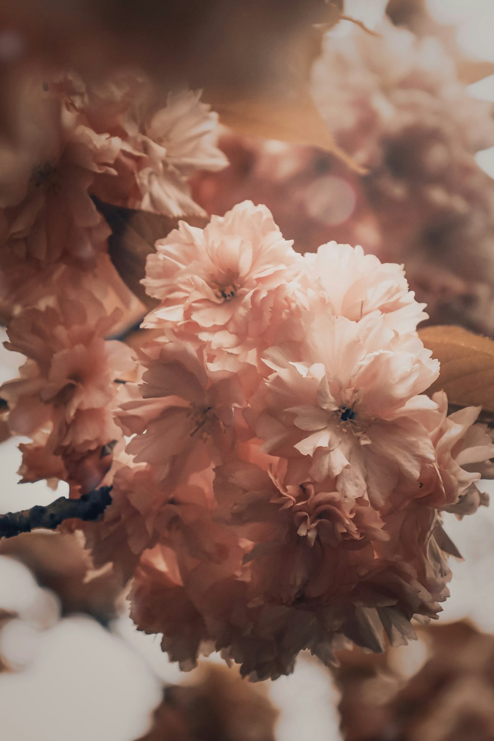 a bunch of pink flowers hanging from a tree