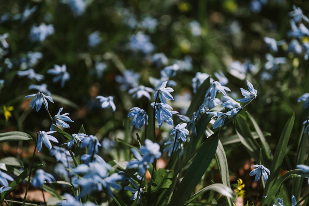 a bunch of blue flowers that are in the grass