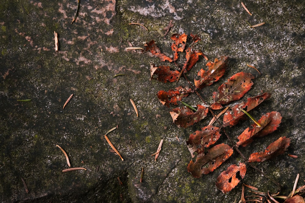 a bunch of leaves that are laying on the ground