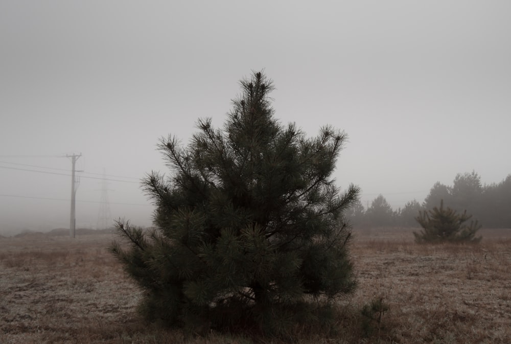 a lone pine tree in a field on a foggy day