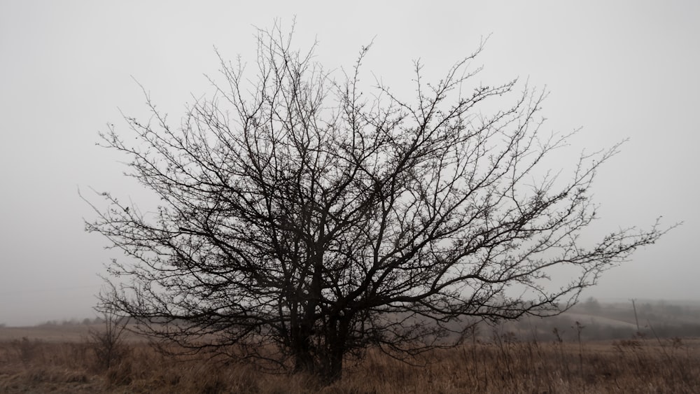 a bare tree in a field on a foggy day