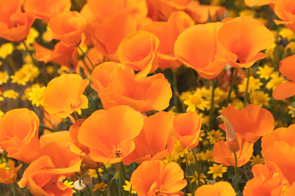um campo de flores laranja e amarelas