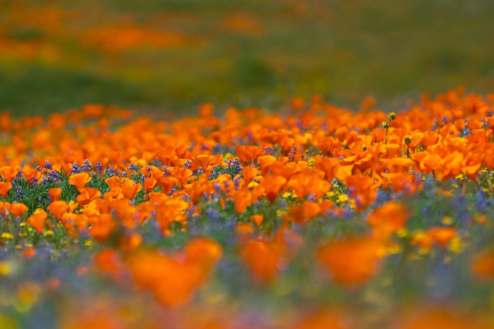 a field full of orange and blue flowers