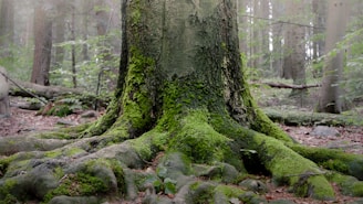 a moss covered tree in the middle of a forest