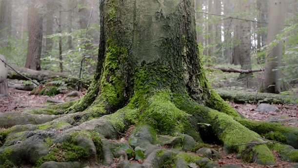 a moss covered tree in the middle of a forest