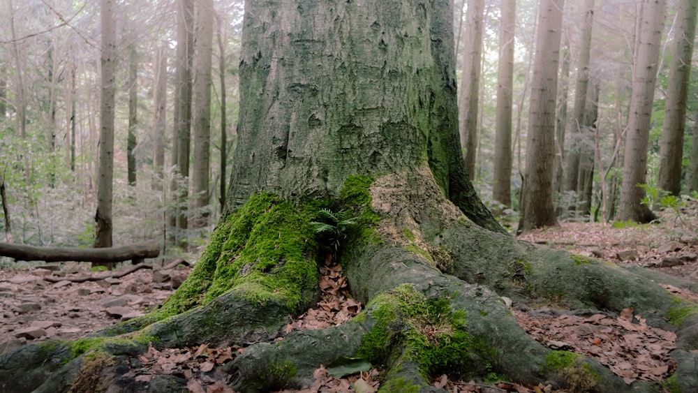 a mossy tree in the middle of a forest