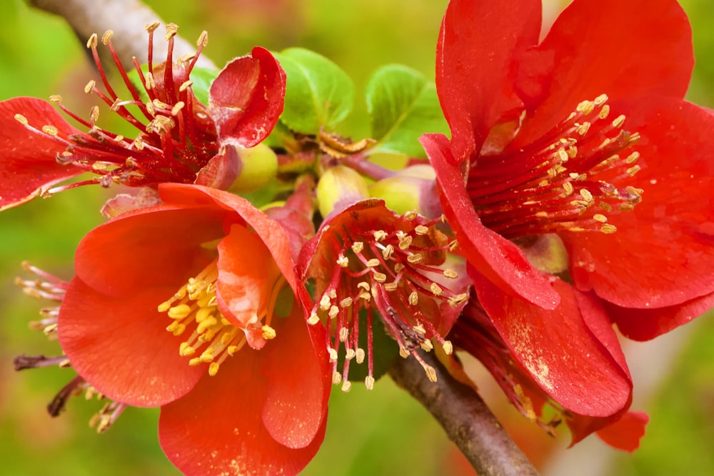 a close up of a flower on a tree branch