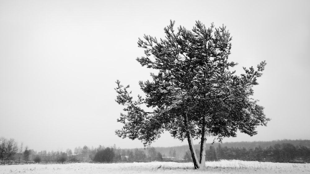 a black and white photo of a tree in the snow