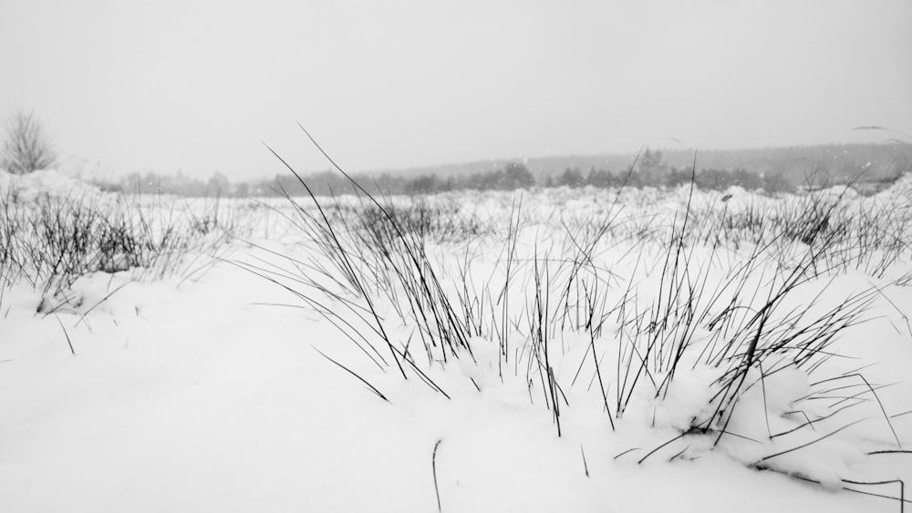 Una foto en blanco y negro de un campo nevado