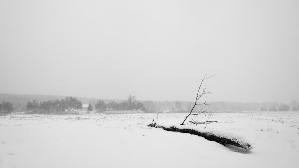 a lone tree in the middle of a snowy field