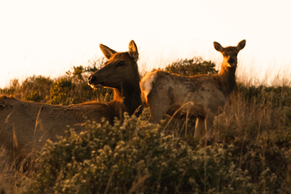 a couple of animals that are standing in the grass