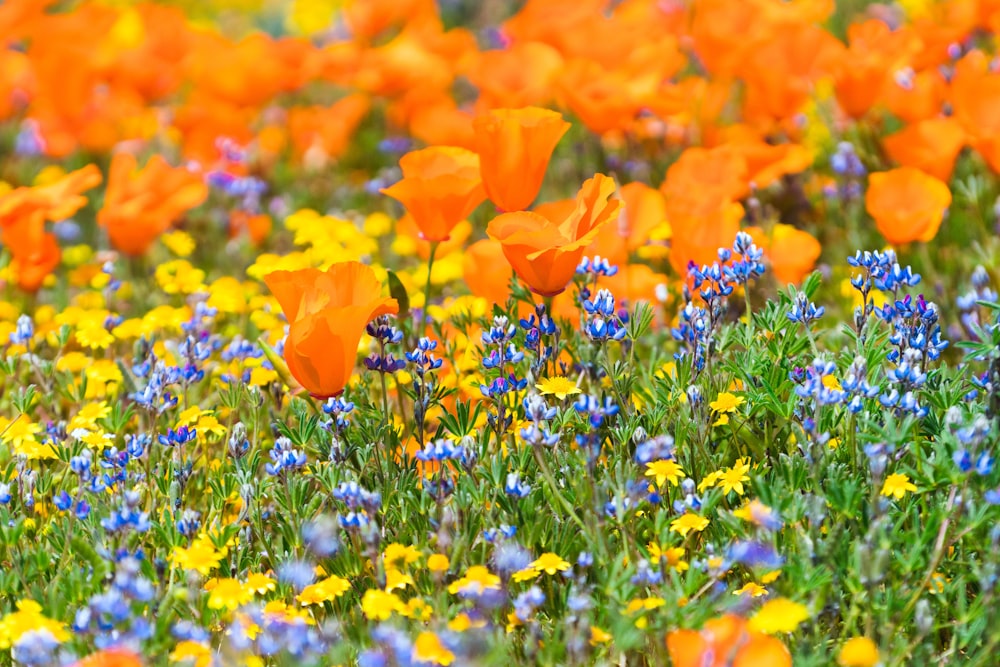 a field full of orange and blue flowers