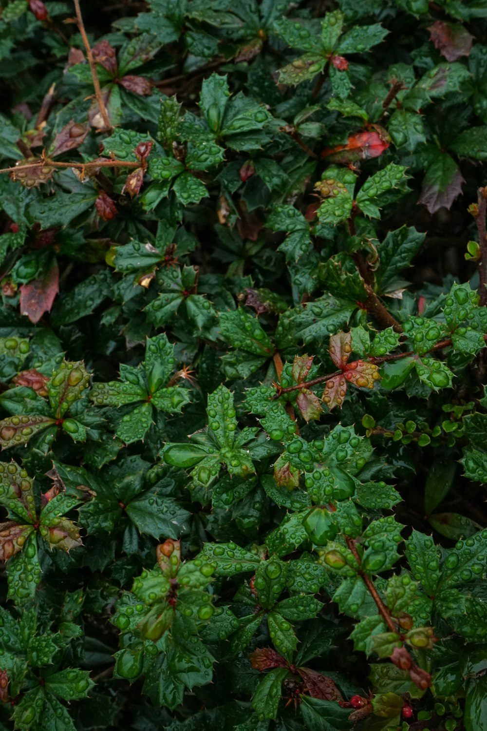 a close up of a bush with green leaves