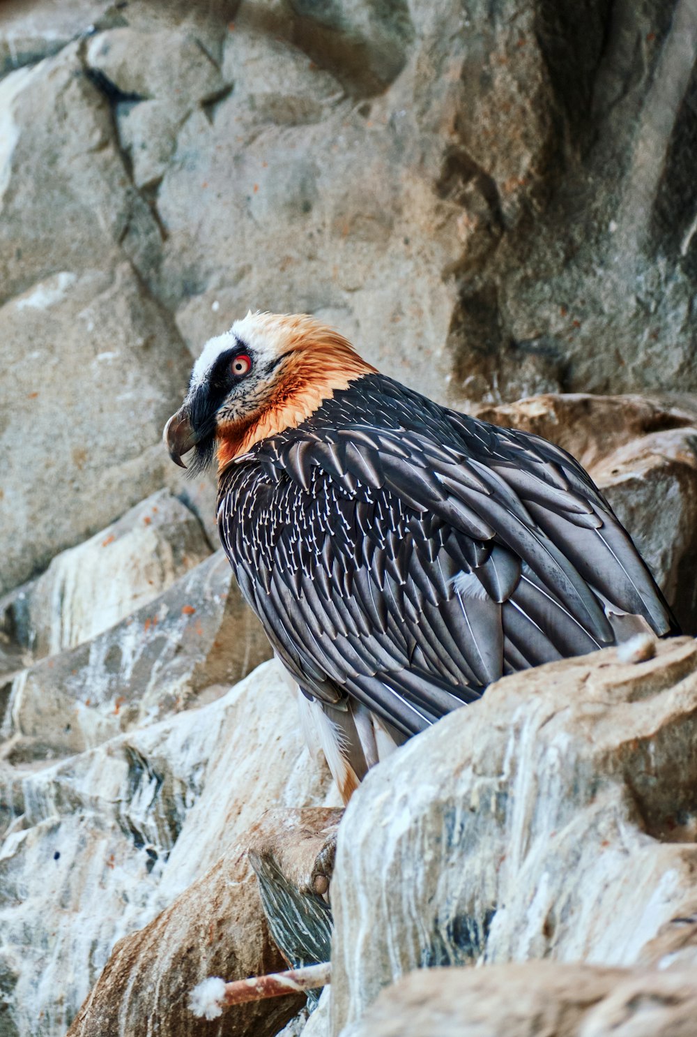 a large bird sitting on top of a pile of rocks