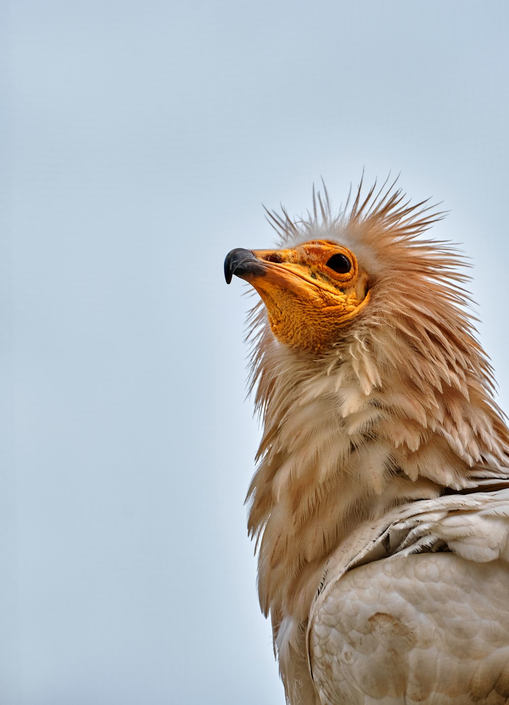 a close up of a bird with a sky background