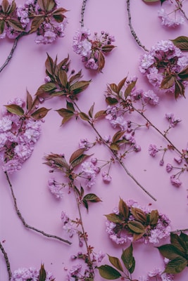 Several branches of cherry blossoms are artfully arranged on a soft pastel pink background. The delicate blossoms are a light purple-pink color, and the leaves are a contrasting dark green. The image has an elegant and harmonious composition.