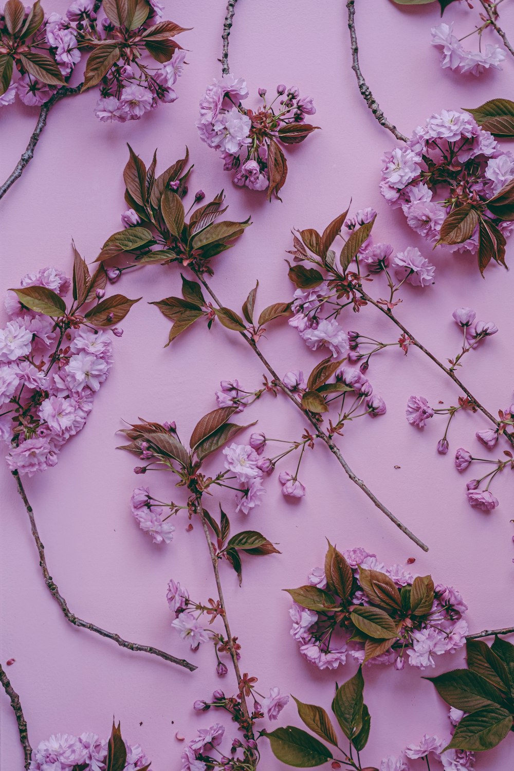 a bunch of flowers that are on a pink surface