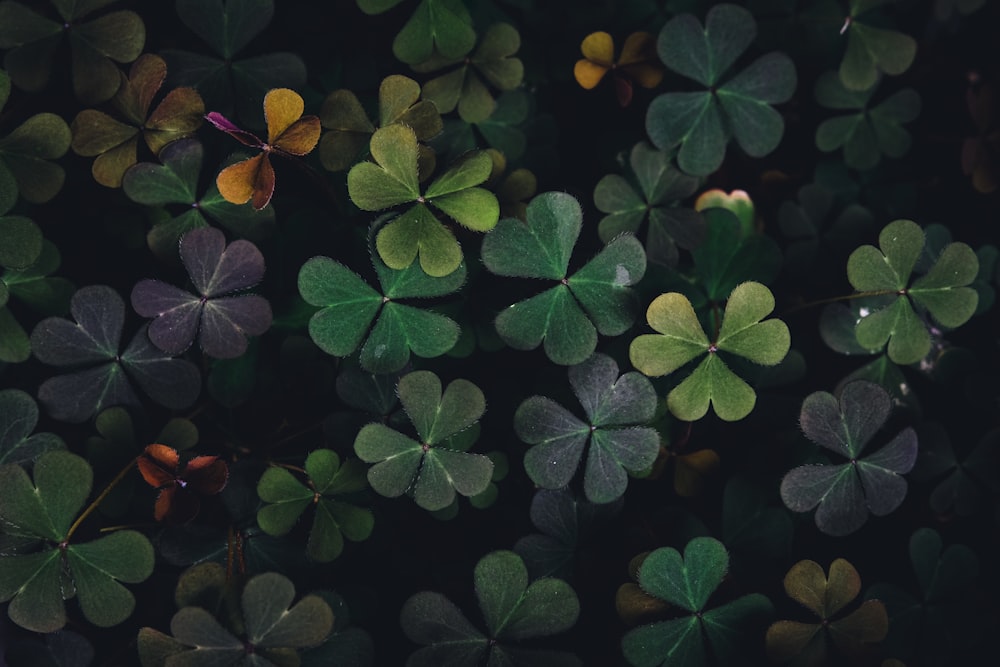 a group of four leaf clovers in the dark