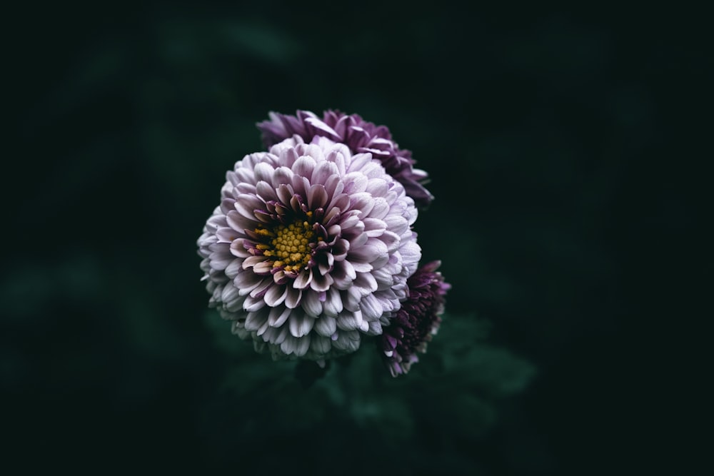 un fiore viola e bianco su uno sfondo nero