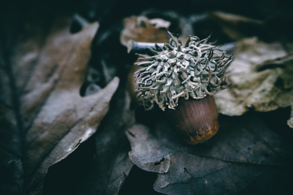 a close up of an acorn on the ground