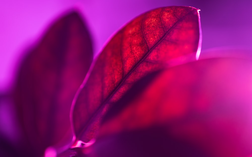 a close up of a red leaf on a purple background