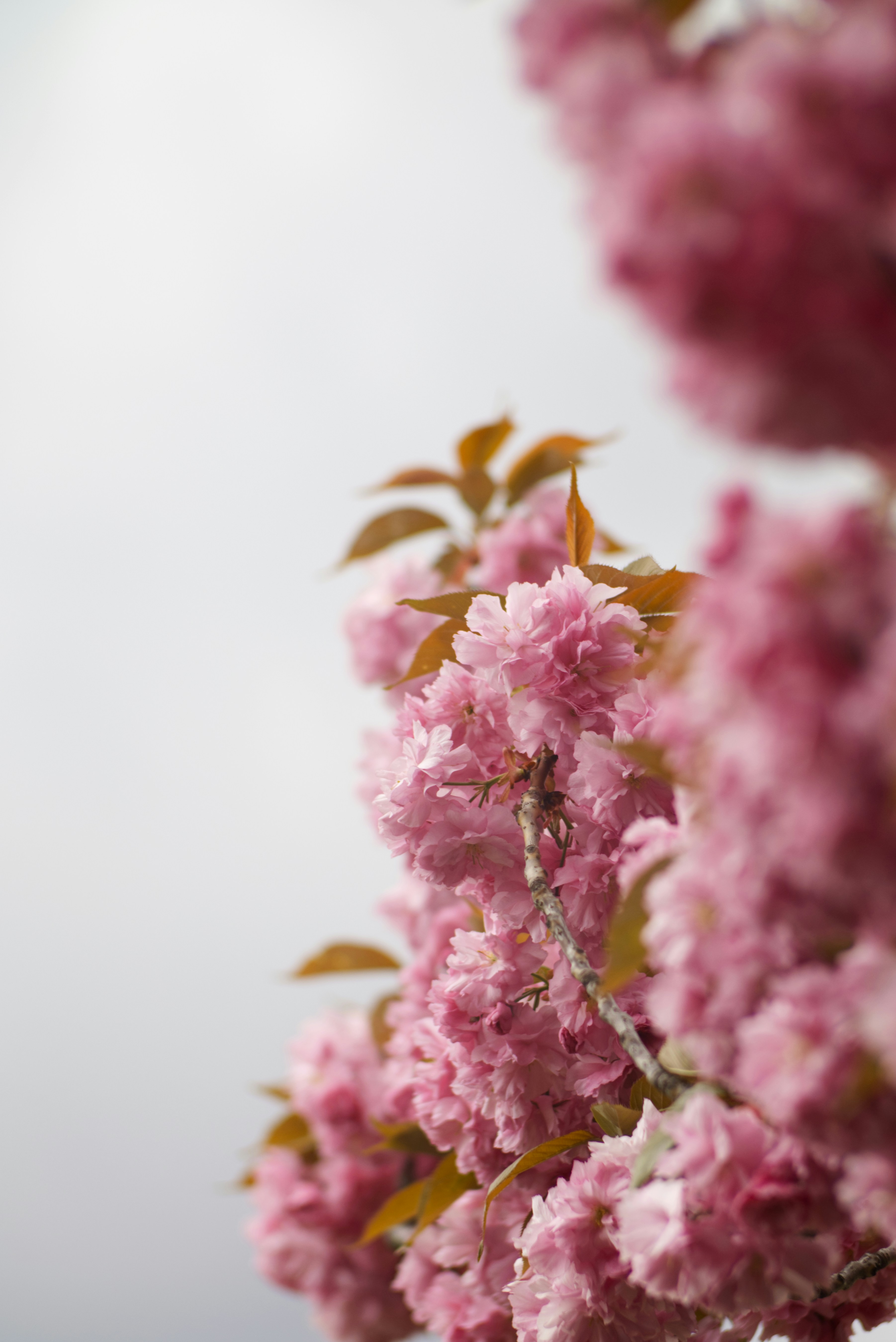 flores cor-de-rosa estão florescendo em uma árvore