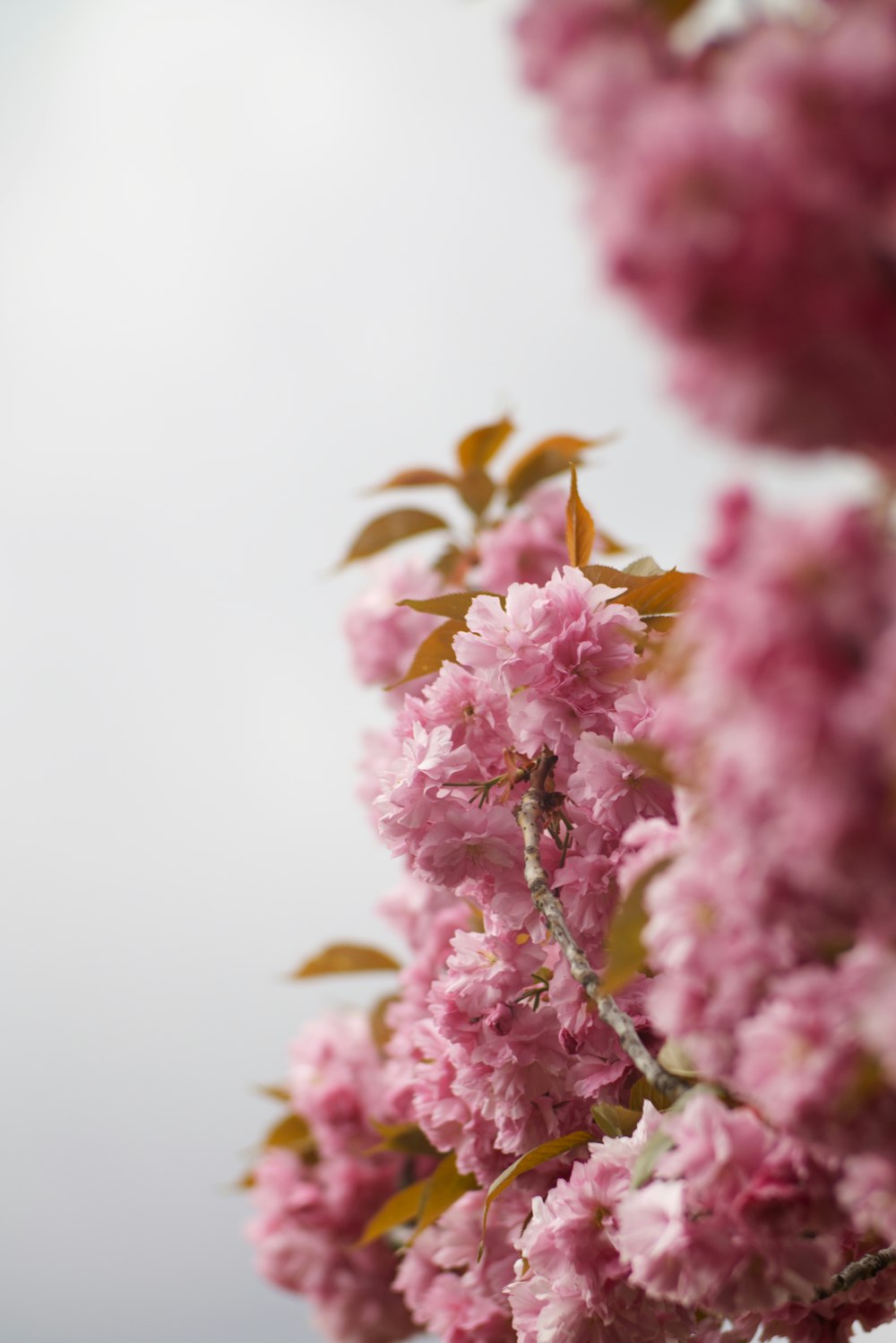 pink flowers are blooming on a tree